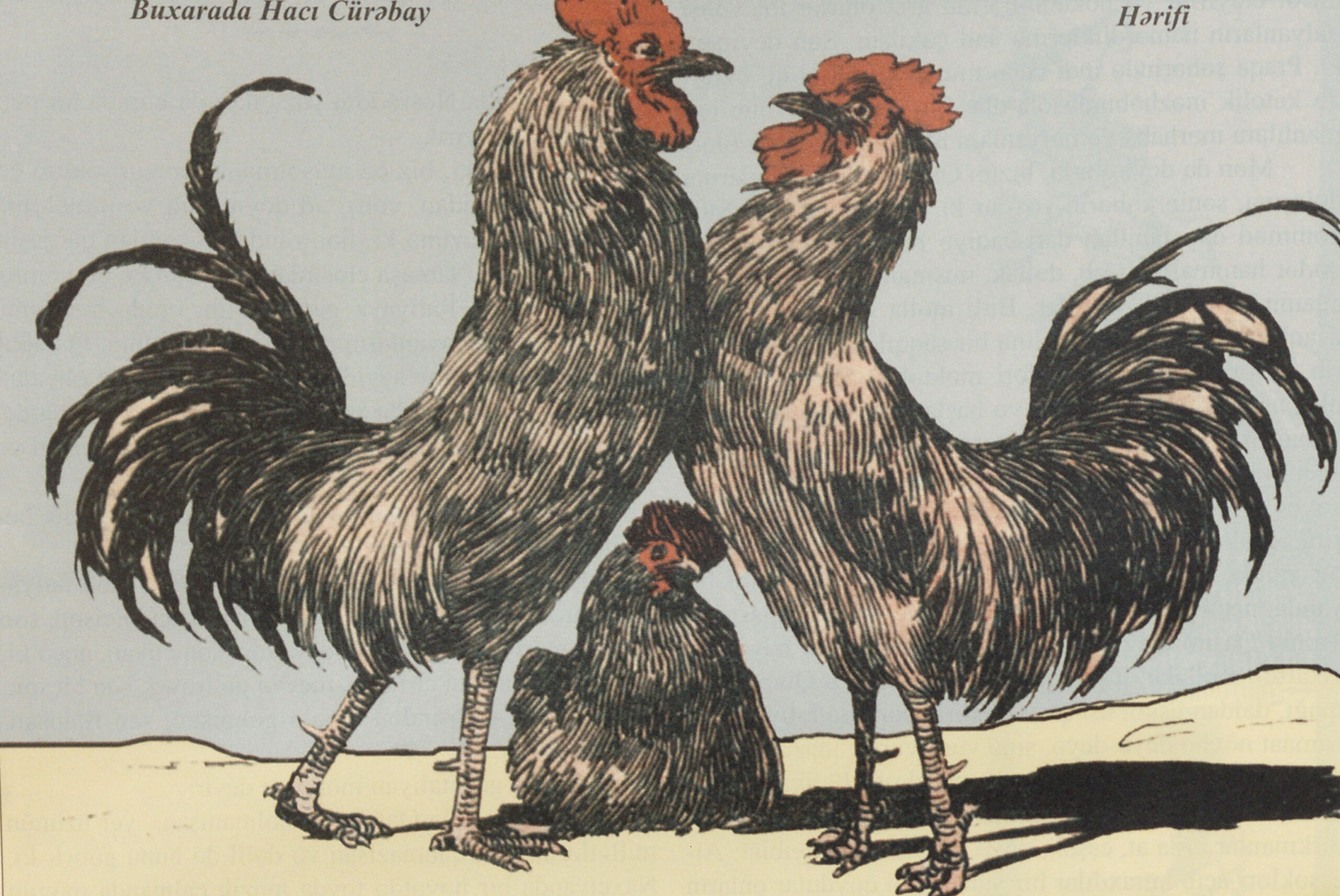 Showdown to Determine the Cock of the Walk
